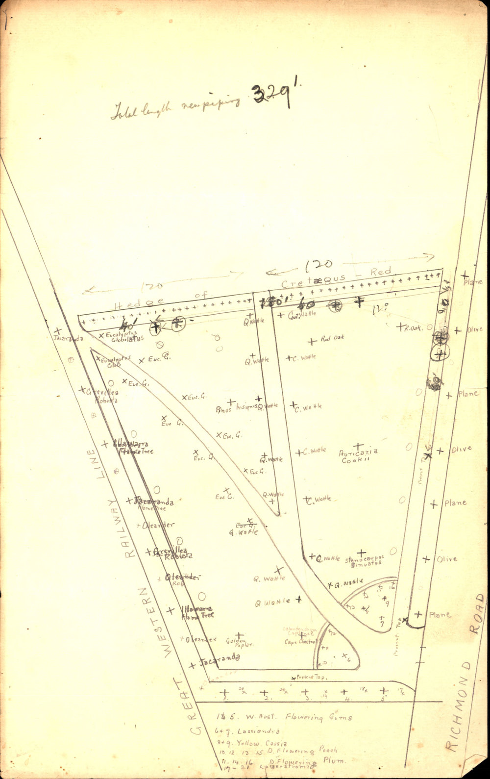 Trees Planted in Francis Park, 1936