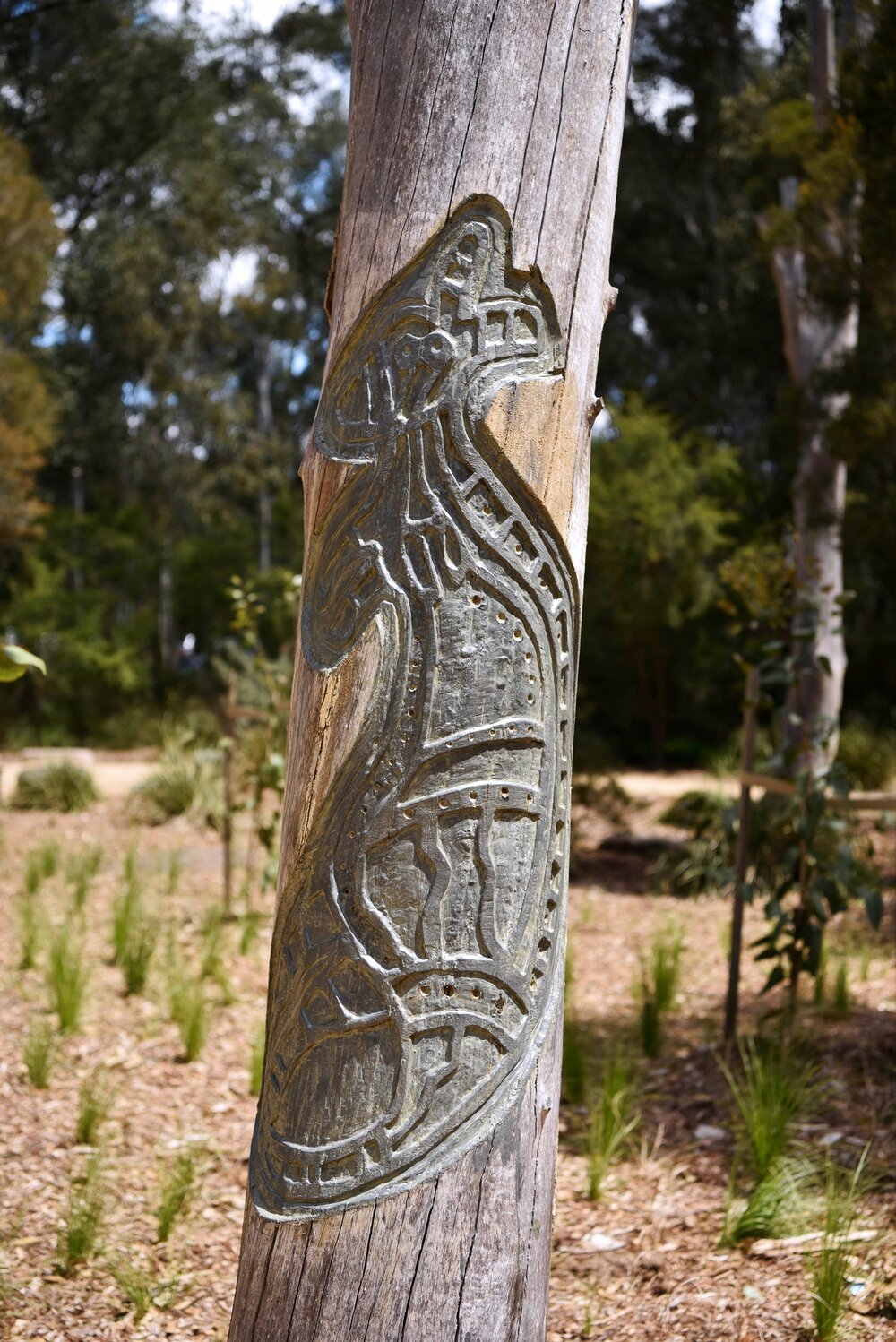 Aboriginal Heritage Garden, Nurragingy Reserve, Doonside