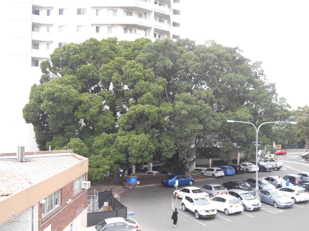 Significant trees at Kelso Lane, Blacktown