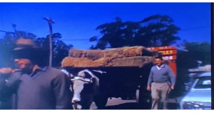 Tim Peel's bullock team in a parade