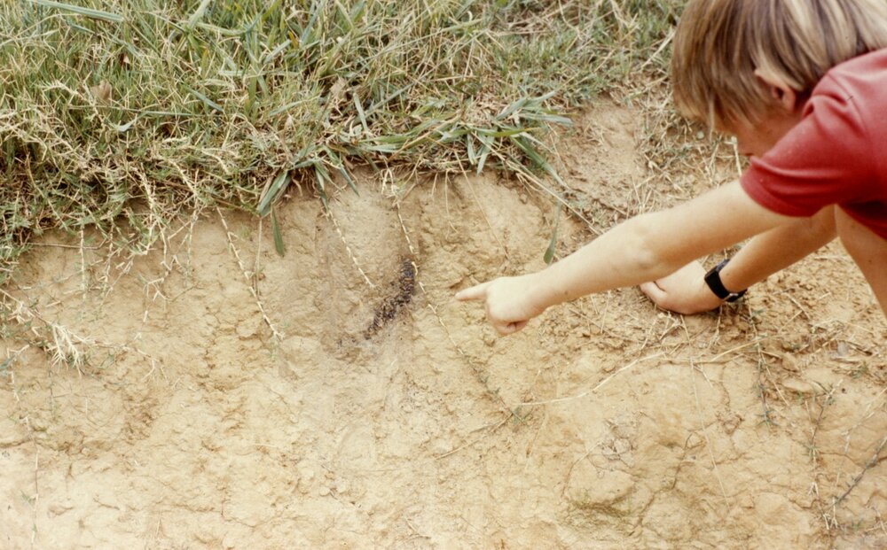 Blacktown Native Institution site, Oakhurst