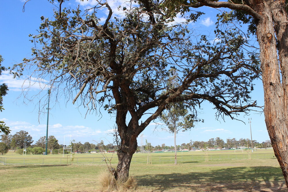 Argyle Apple tree, Whalan Reserve