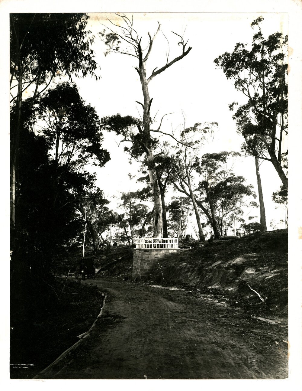 Explorers tree, near Katoomba