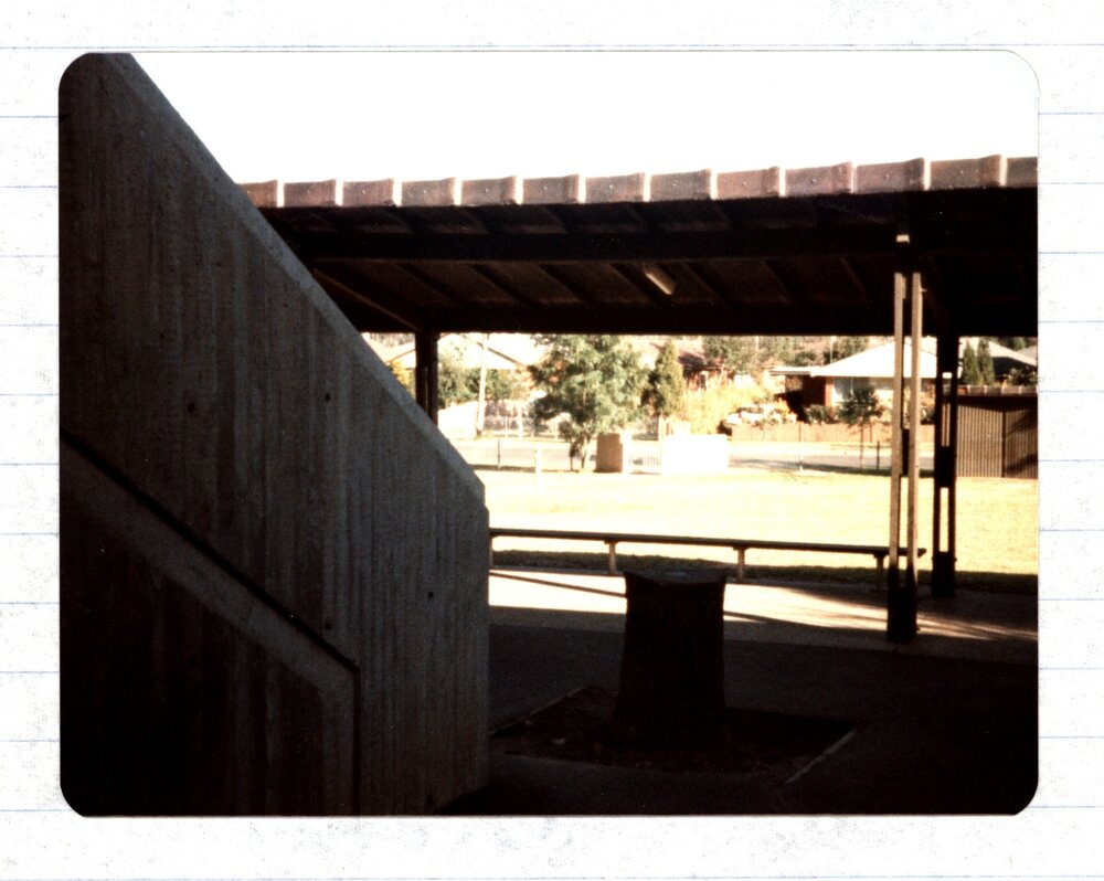 Colyton Public School oak tree stump, 1982