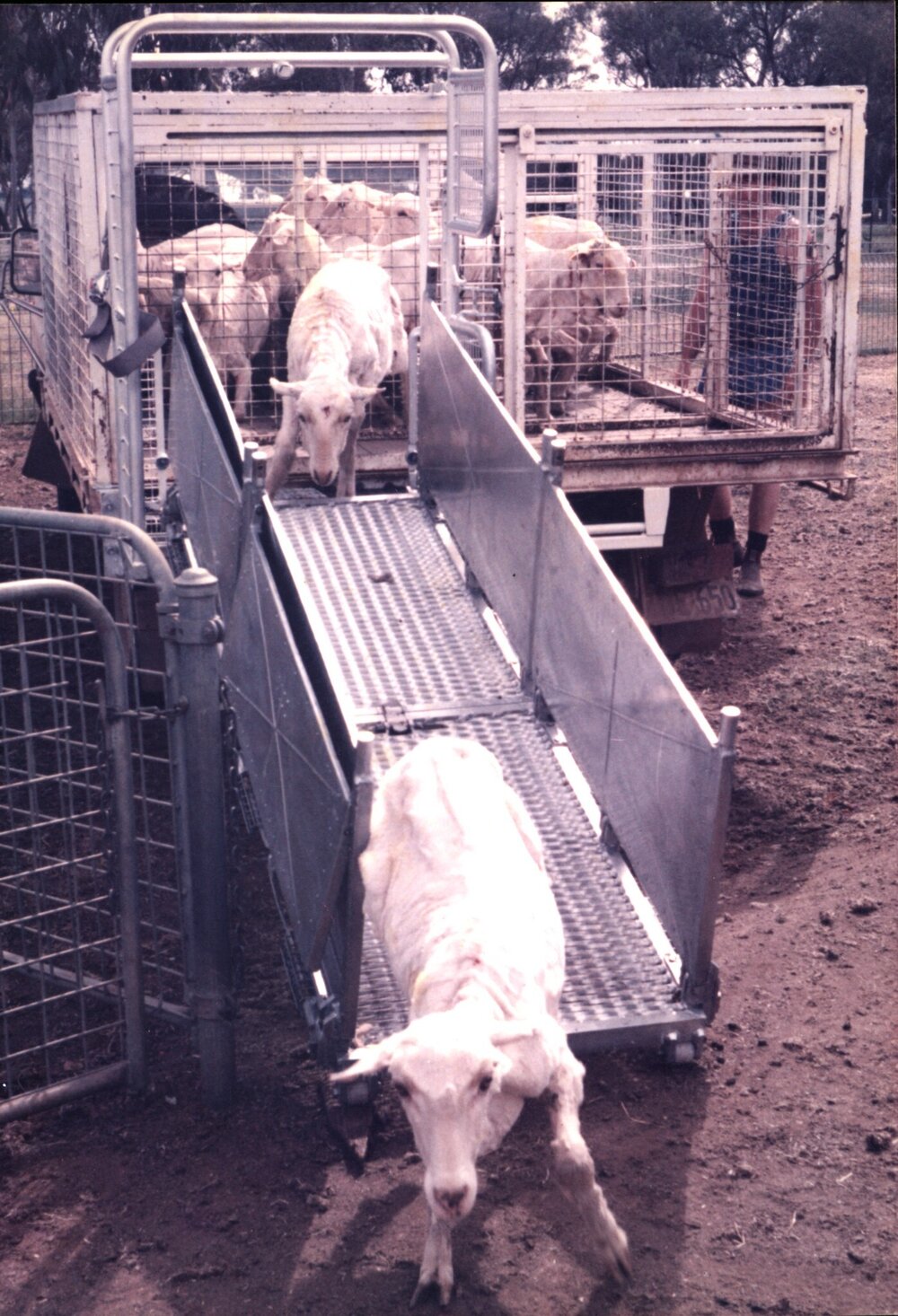 CSIRO sheep loading