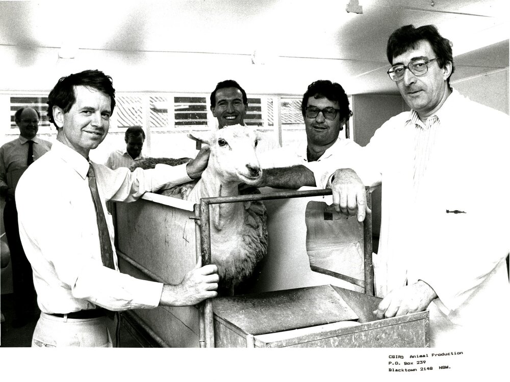 CSIRO Sheep