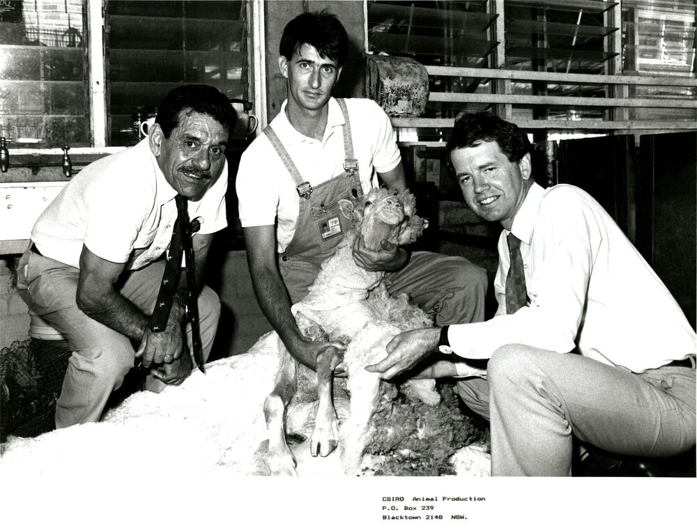 CSIRO sheep shearing