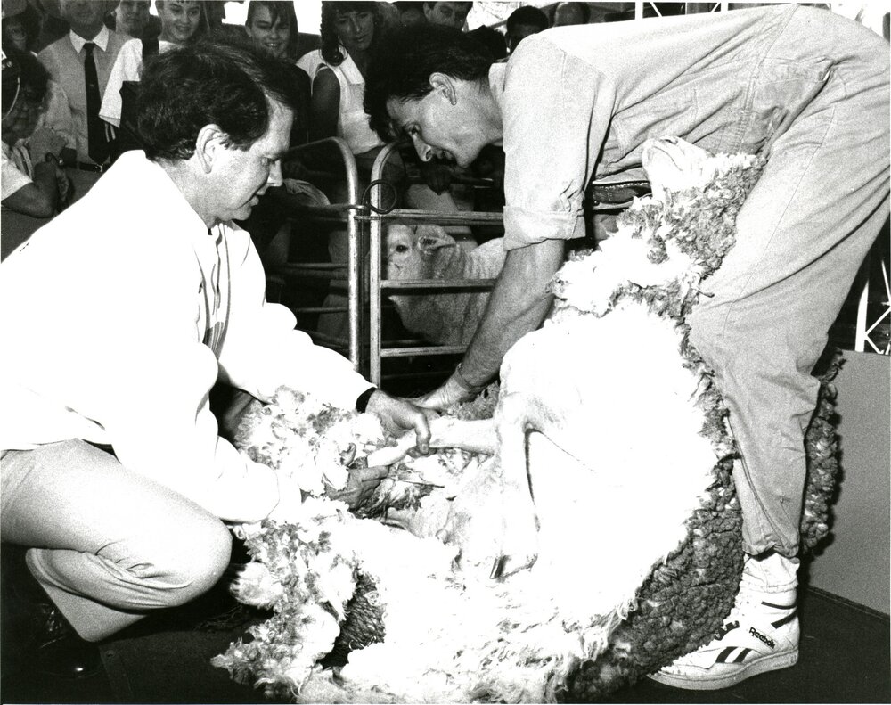 CSIRO sheep shearing