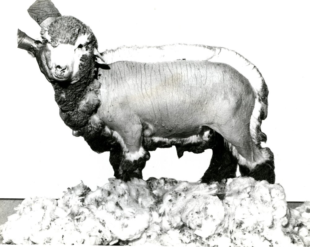 CSIRO shorn sheep