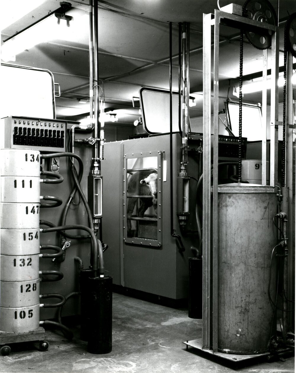 CSIRO laboratory sheep