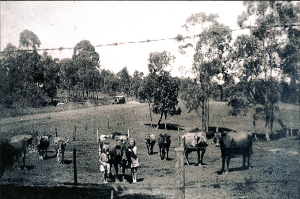 Mrs Odlum's cow paddock