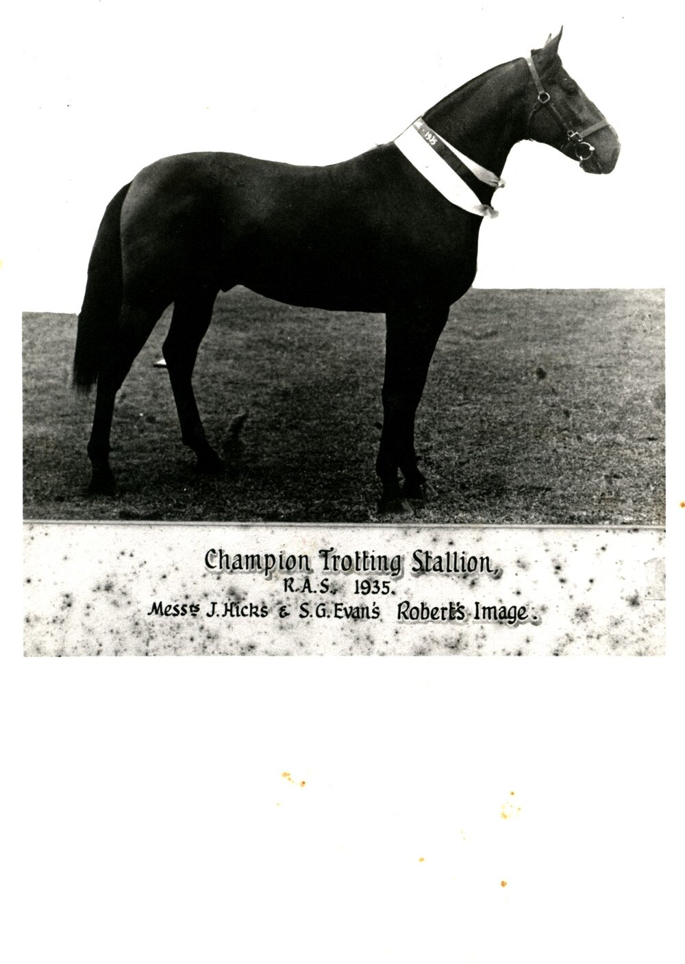 Robert's Image show-winning horse, 1935