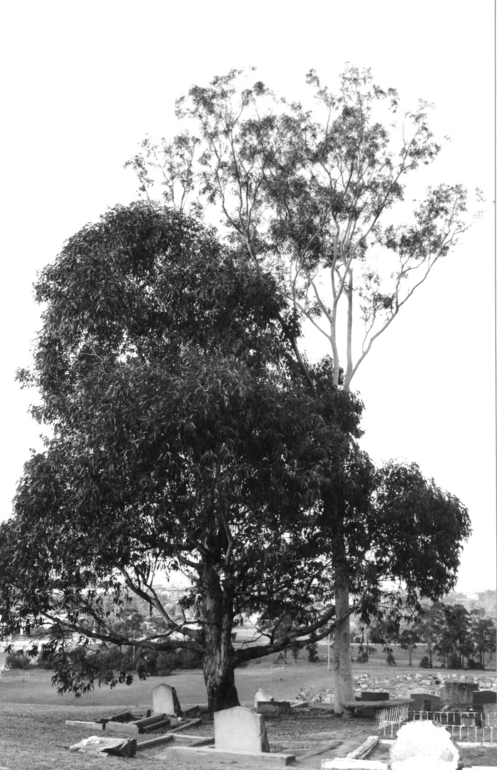 St Bartholomew's Cemetery, Prospect