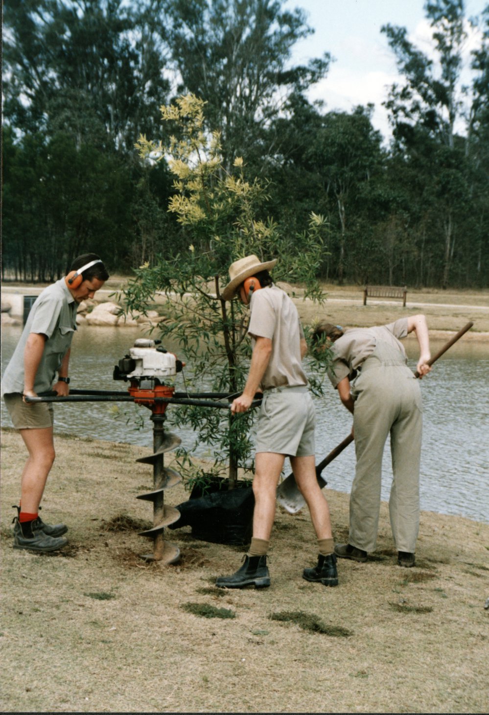 Tree planting, Nurragingy