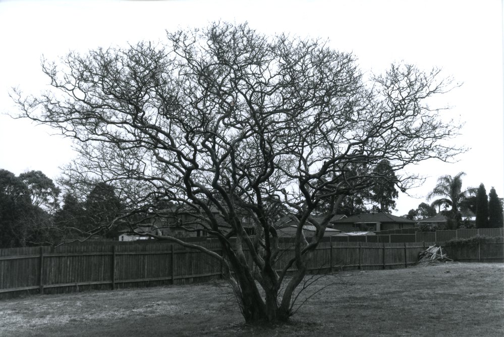 Tree at Neoblie, Mount Druitt