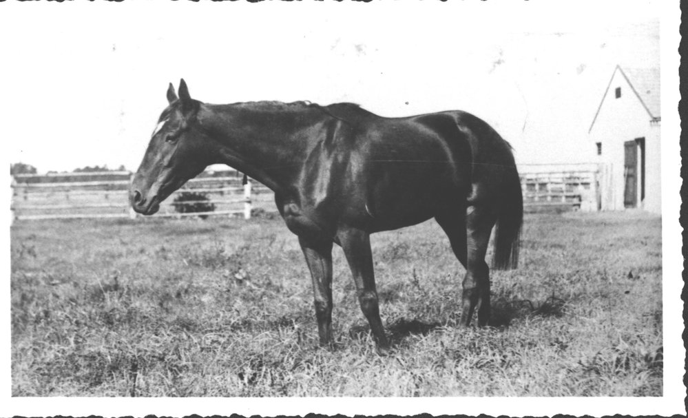 A horse on Bungarribee Estate