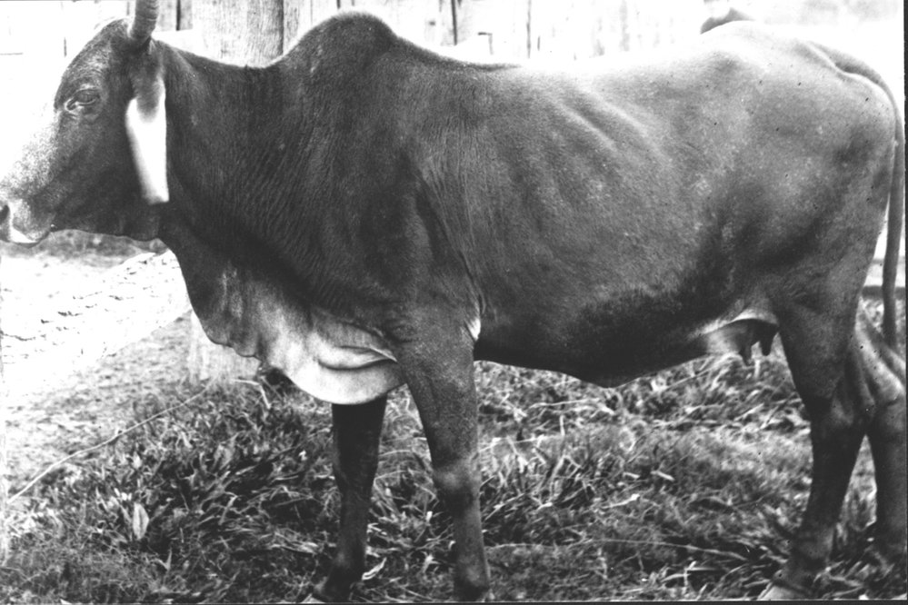Cattle in Blacktown