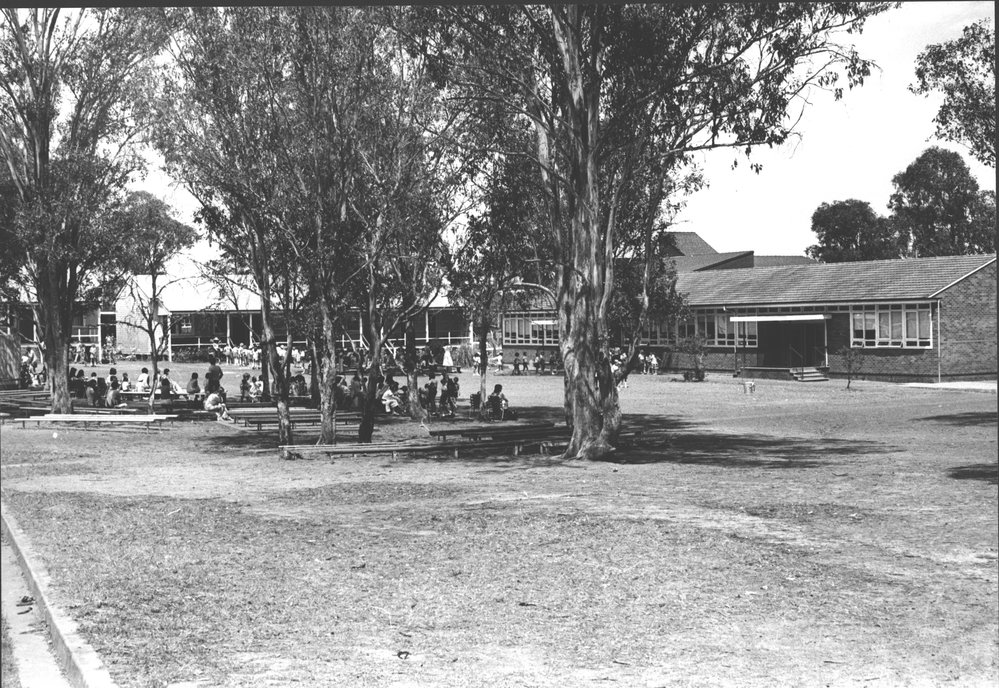 Colyton Public School
