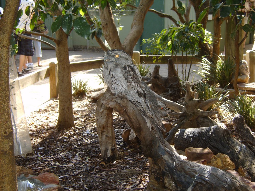 Featherdale Wildlife Park, Doonside