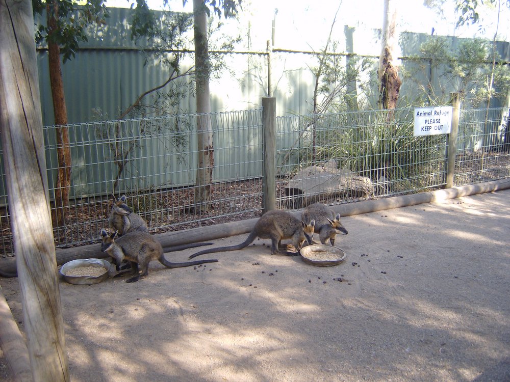Featherdale Wildlife Park, Doonside