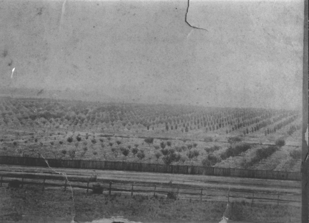 Orchards at Woodstock, Plumpton