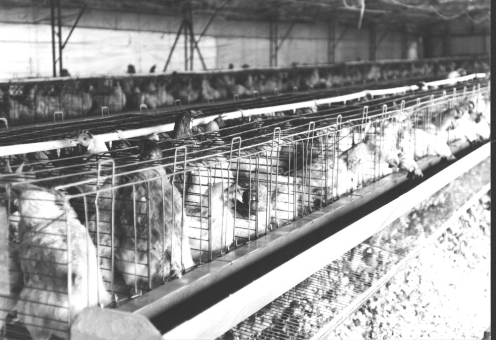 Grantham Poultry Research Station, Seven Hills