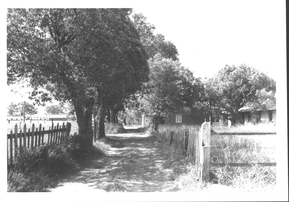 Rural scene showing driveway to house