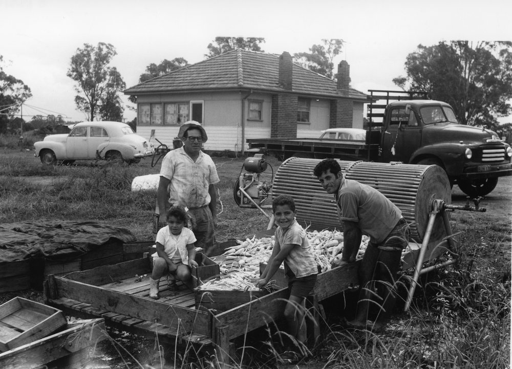 Charlie Muscat's market gardens, Plumpton