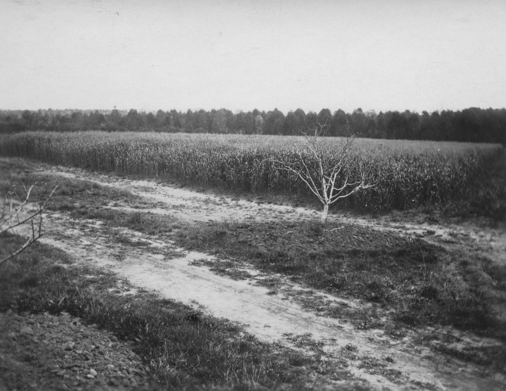 View of Liberty Hall, Schofields