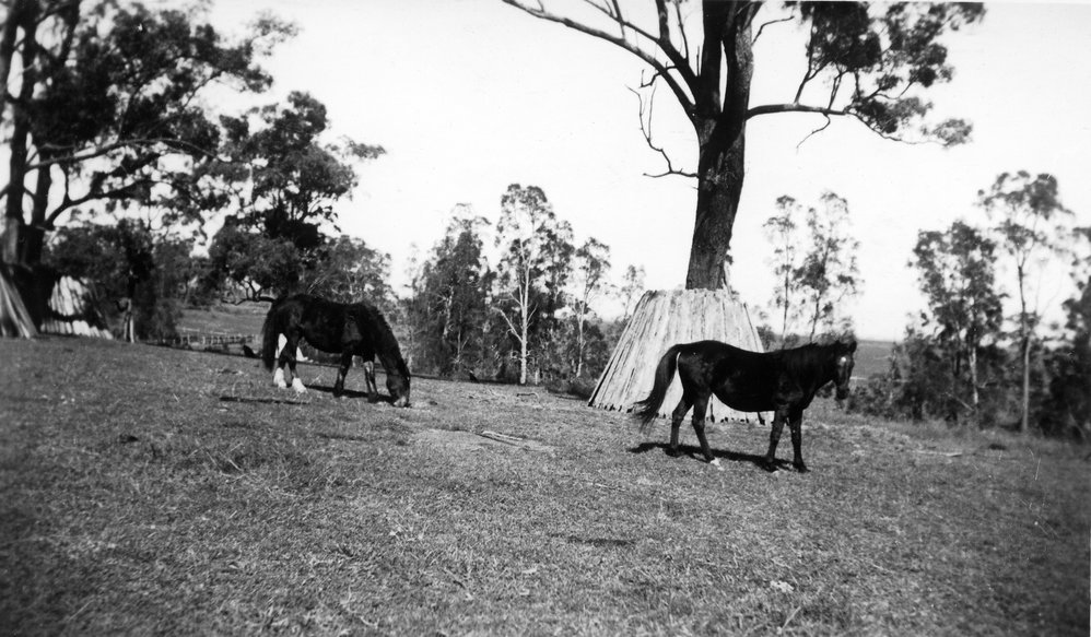 Horses on farm at Liberty Hall, Schofields