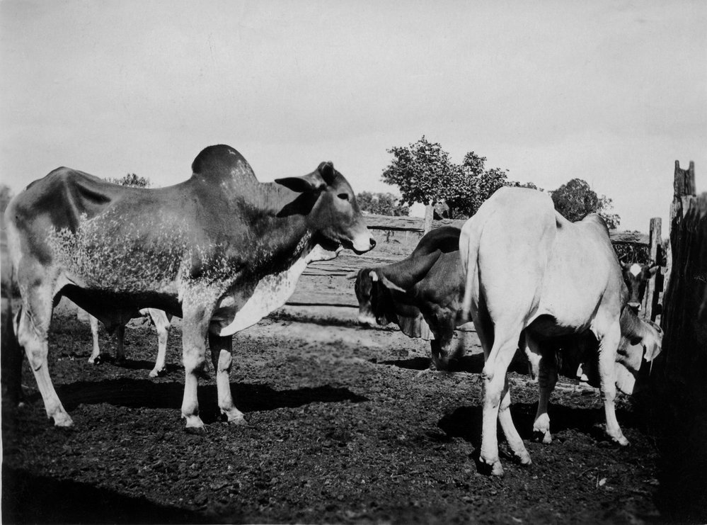 Cattle on farm at Liberty Hall, Schofields