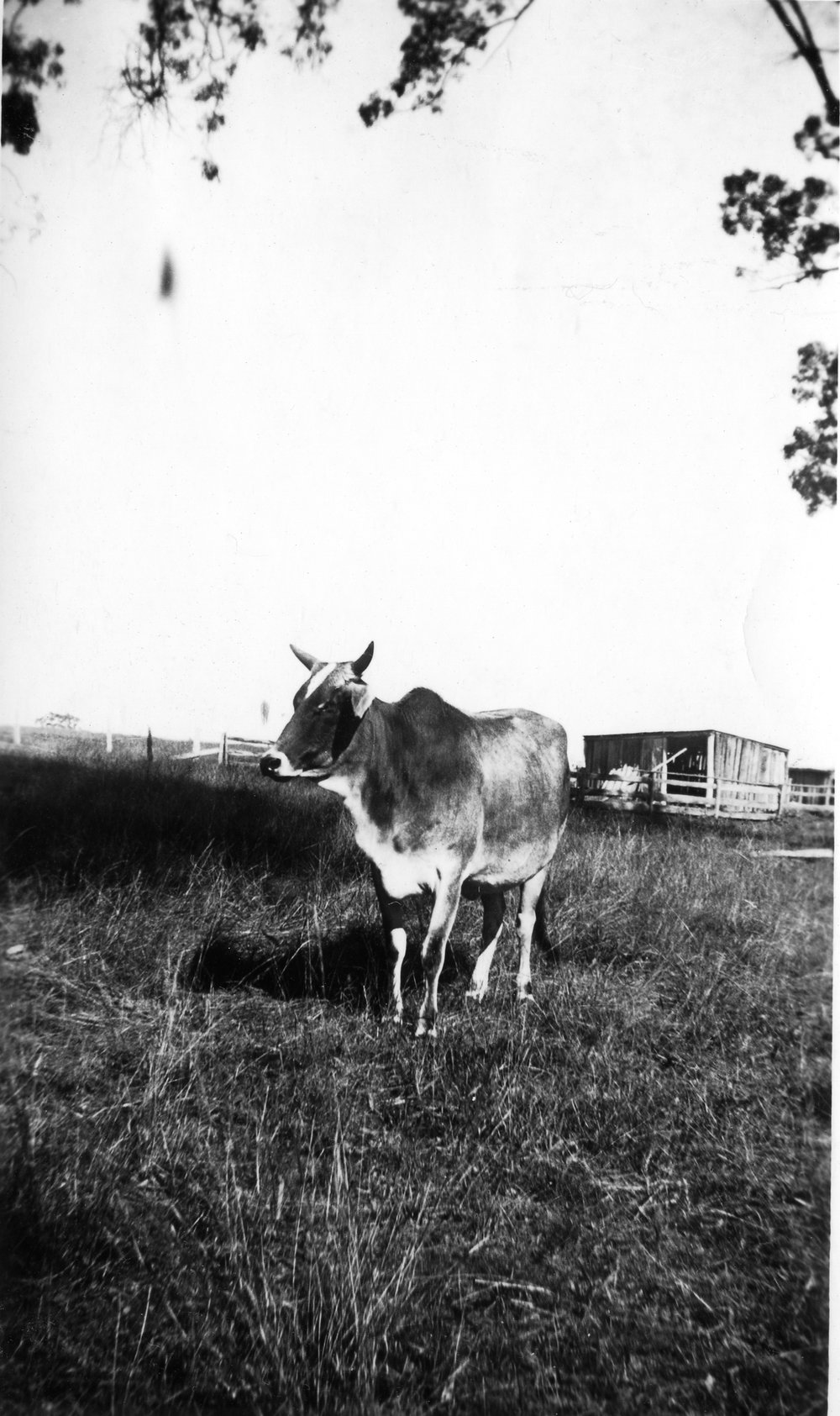 Cattle on farm at Liberty Hall, Schofields