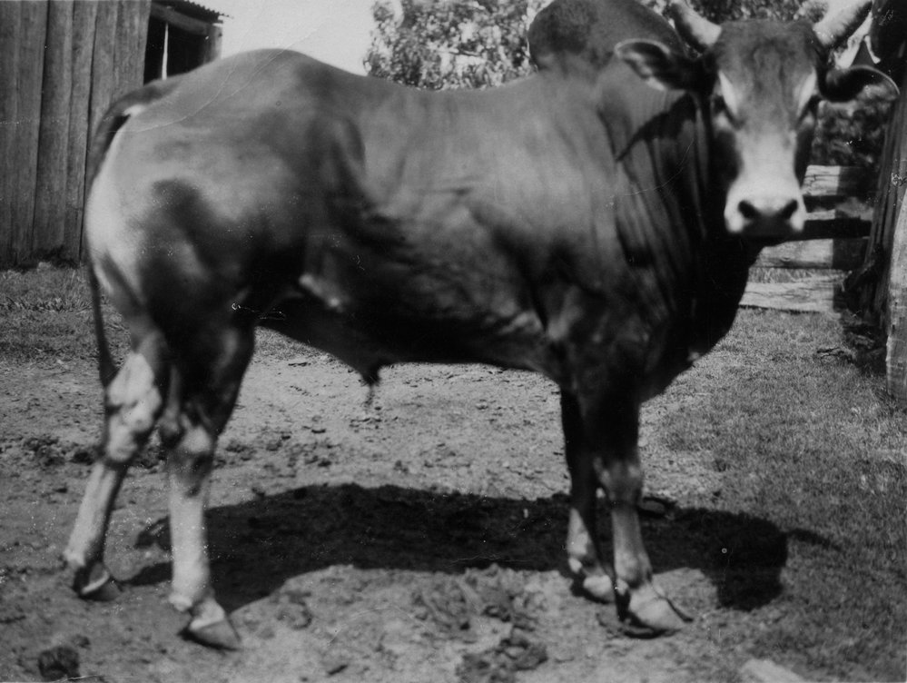 Cattle on farm at Liberty Hall, Schofields