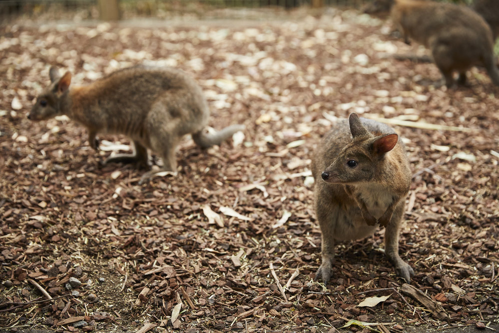 Wake Up with the Wildlife Breakfast at Featherdale Wildlife Park, 2017
