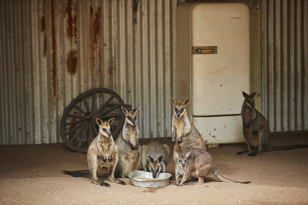 Wake Up with the Wildlife Breakfast at Featherdale Wildlife Park, 2017