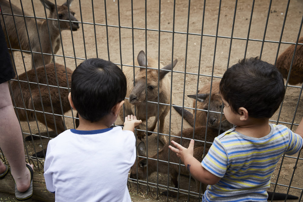 Wake Up with the Wildlife Breakfast at Featherdale Wildlife Park, 2017