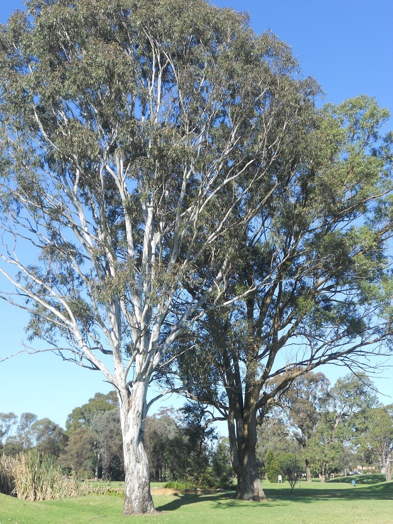 Ashlar Golf Course, Blacktown