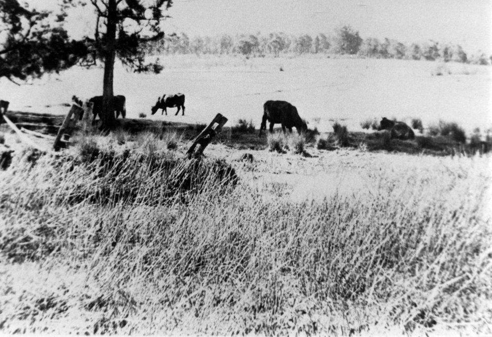 A Paddock in Seven Hills