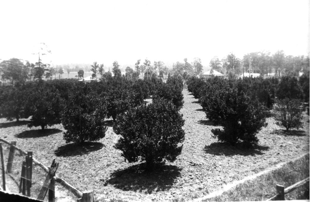 Best Family Orchards in Seven Hills 