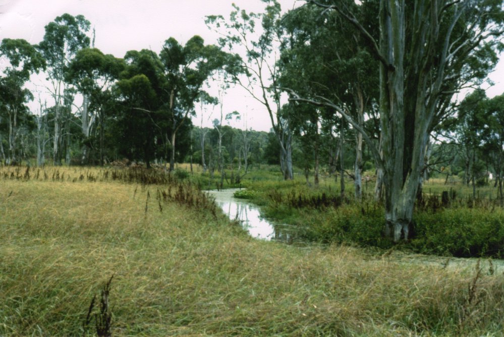 Bells Creek at Blacktown Native Institution site, Oakhurst