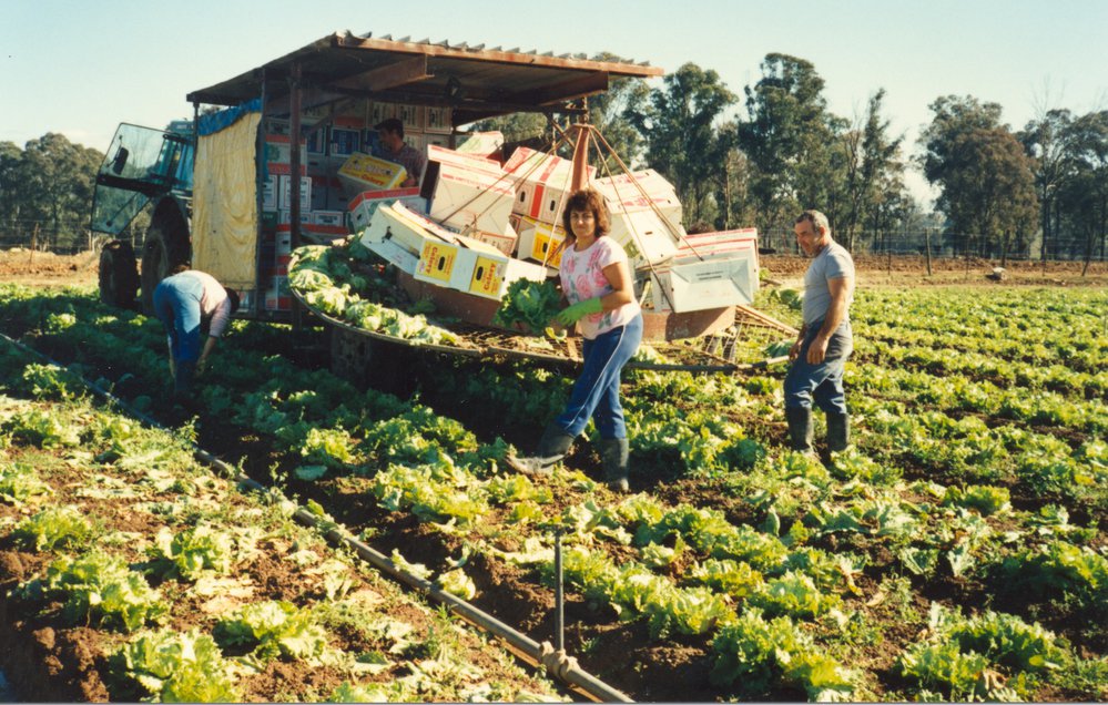 Market gardens, Meurants Lane Parklea
