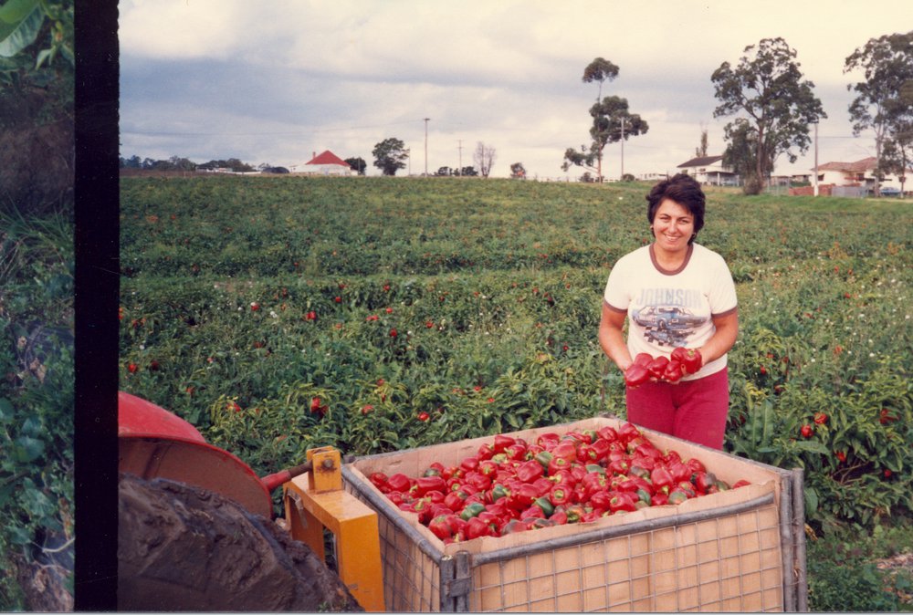 Market gardens, Meurants Lane Parklea