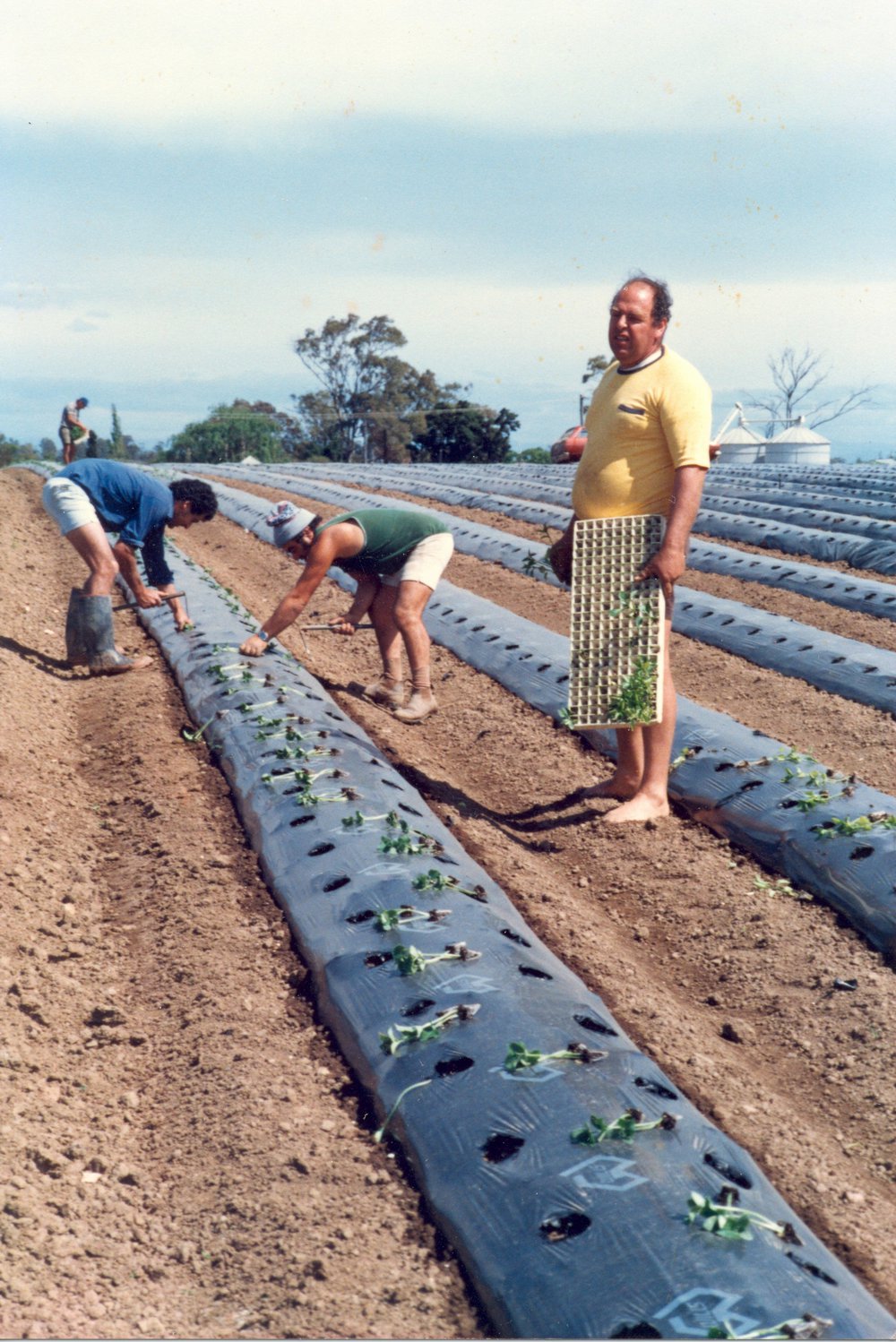 Market gardens, Meurants Lane Parklea