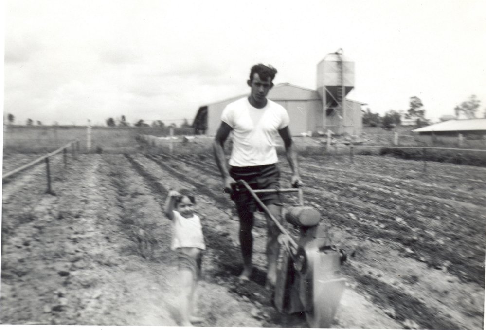 Farming at Schofields