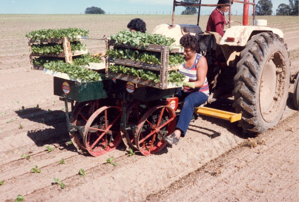 Market gardens, Meurants Lane Parklea