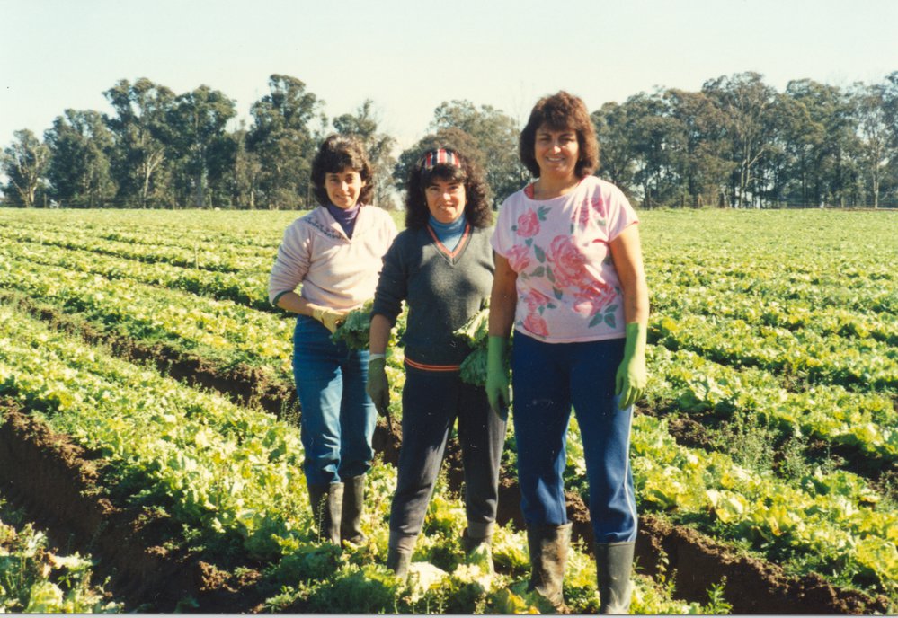 Market gardens, Meurants Lane Parklea