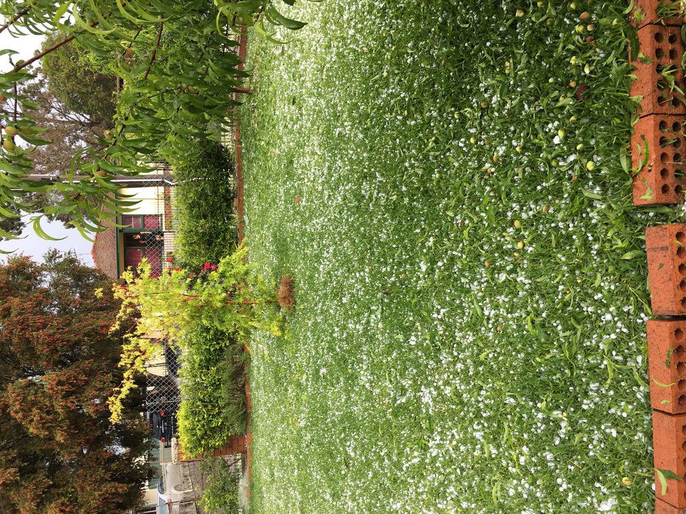 Hailstorm, Lethbridge Park, 2021