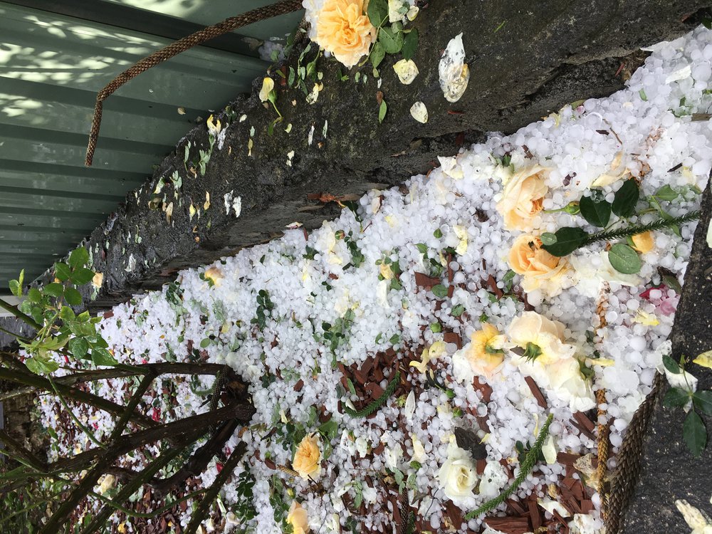 Hailstorm, Lethbridge Park, 2021