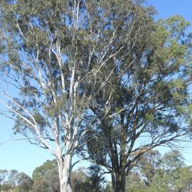 Ashlar Golf Course, Blacktown