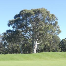 Ashlar Golf Course, Blacktown
